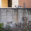 写真: 塀の上のネコ