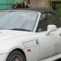 写真: BMWに乗って