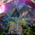 写真: ビニ傘と紫陽花