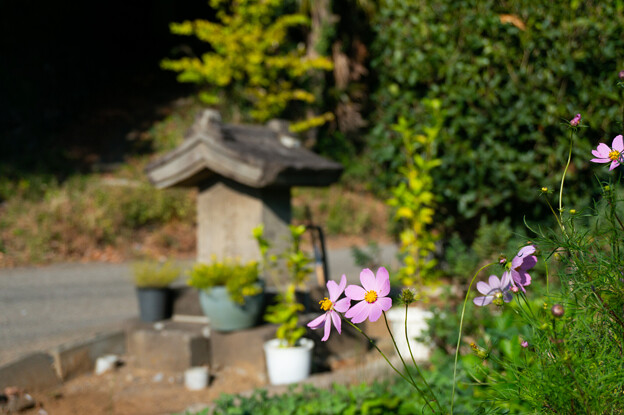 Photos: 秋桜と道祖神