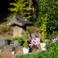 Photos: 秋桜と道祖神