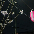 写真: 桜まつり