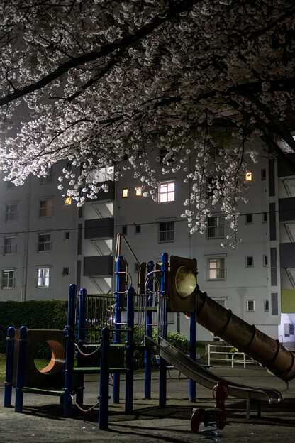 写真: 団地の桜