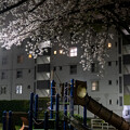 写真: 団地の桜