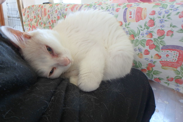 写真: 甘えん坊のヤンチャ猫