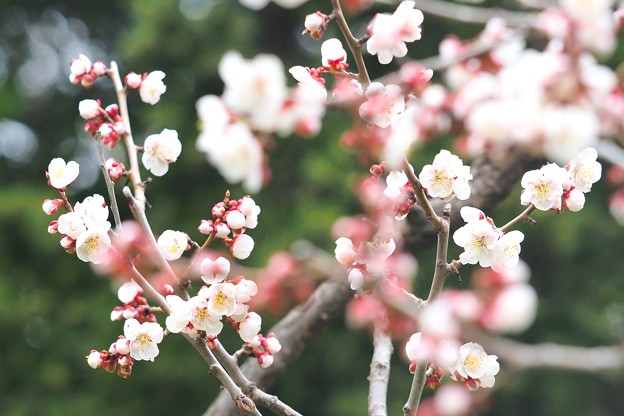 北海道神宮  桜