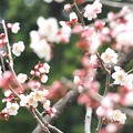 写真: 北海道神宮  桜