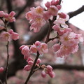 写真: 桜の開花