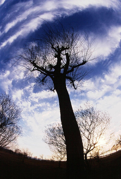 写真: 巨木と曇