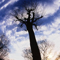 写真: 巨木と曇