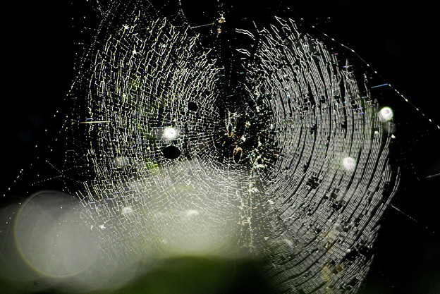 写真: 蜘蛛の巣-1