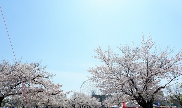 写真: ｻｸﾗｰ桜まつりの空２(23,0401）