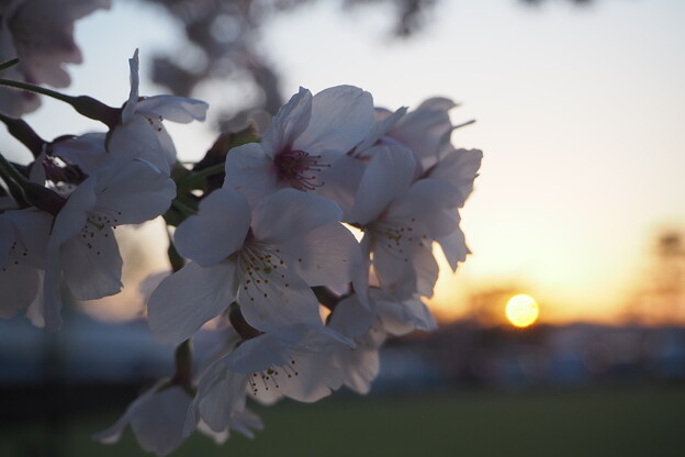 夕暮れ時の桜
