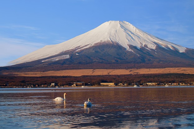 Photos: 富士と白鳥