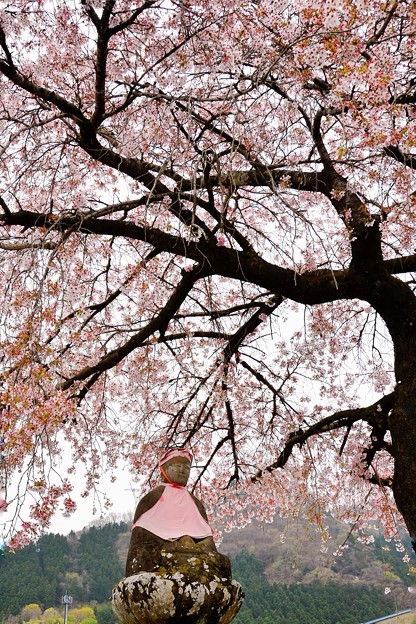 写真: 桜とお地蔵さん