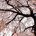 Photos: 桜とお地蔵さん
