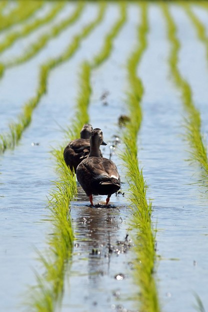 写真: 水田の鴨