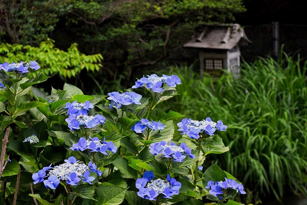 写真: 龍泉池の紫陽花