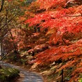 写真: 秋の小路