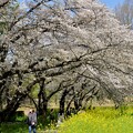 写真: 埼玉古墳群の桜