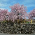 写真: 枝垂れ桜1