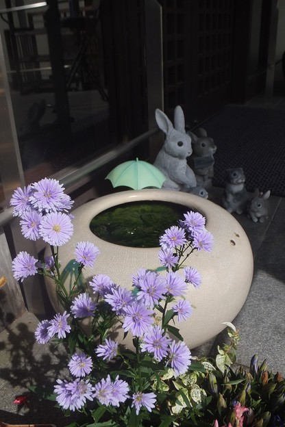 写真: 菊／ウサギ