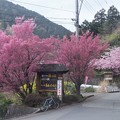 桜2色