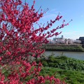 写真: 花桃／花水川