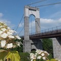 写真: 柏葉紫陽花／風の吊り橋
