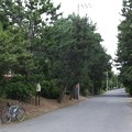 写真: 東海道松並木（旧東海道化粧坂）