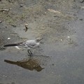 Photos: ハクセキレイ幼鳥