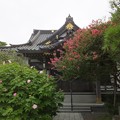 写真: サルスベリ／妙隆寺本堂