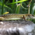 Photos: ニホンカナヘビ