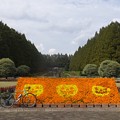 写真: ハロウィン花壇／メタセコイア