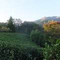 Photos: 茶畑／大野山