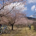 Photos: 玉縄桜
