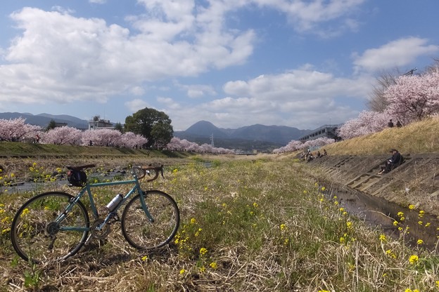 春めき桜／矢倉岳