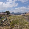 写真: 春めき桜／矢倉岳