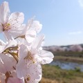 春めき桜／狩川