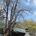 写真: ボダイジュ／室生神社拝殿