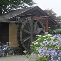 写真: 水車小屋／額紫陽花