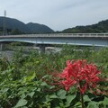 Photos: ヒガンバナ／岩流瀬橋