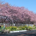 写真: 河津桜／菜の花