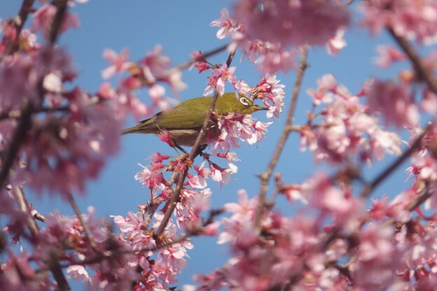 写真: メジロ／おかめ桜
