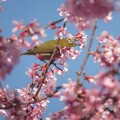 写真: メジロ／おかめ桜