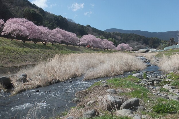写真: 春めき桜／狩川
