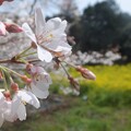 写真: 淡墨桜／菜の花