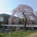 写真: 枝垂桜／大寺橋
