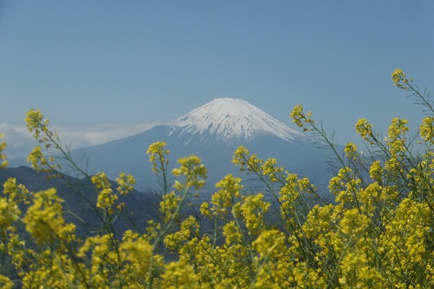 富士山／菜の花