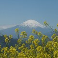 写真: 富士山／菜の花